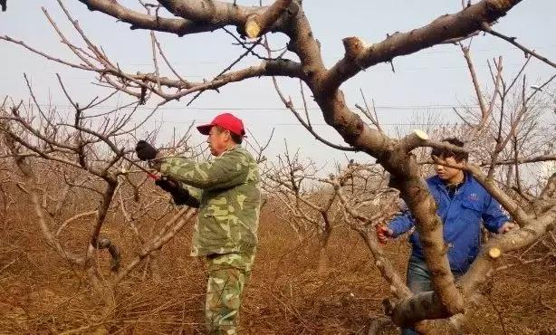 愛媛柑橘怎么修剪都雅視頻_哪一款修剪短視頻應用能主動免費生成字幕